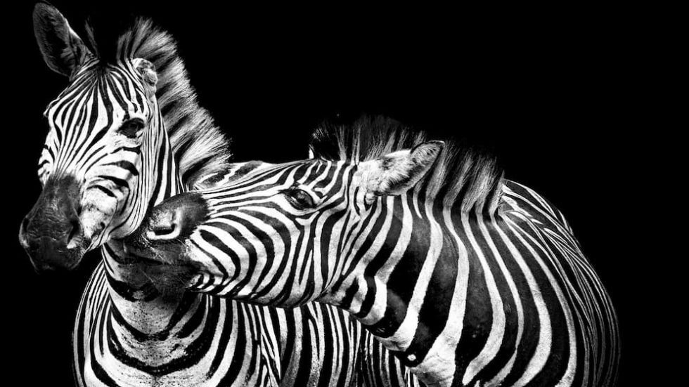 Qu Est Ce Qu Un Zebre En Psychologie GROUPE DE PAROLES ZÈBRES - Martine Malterre, PSYCHOLOGUE